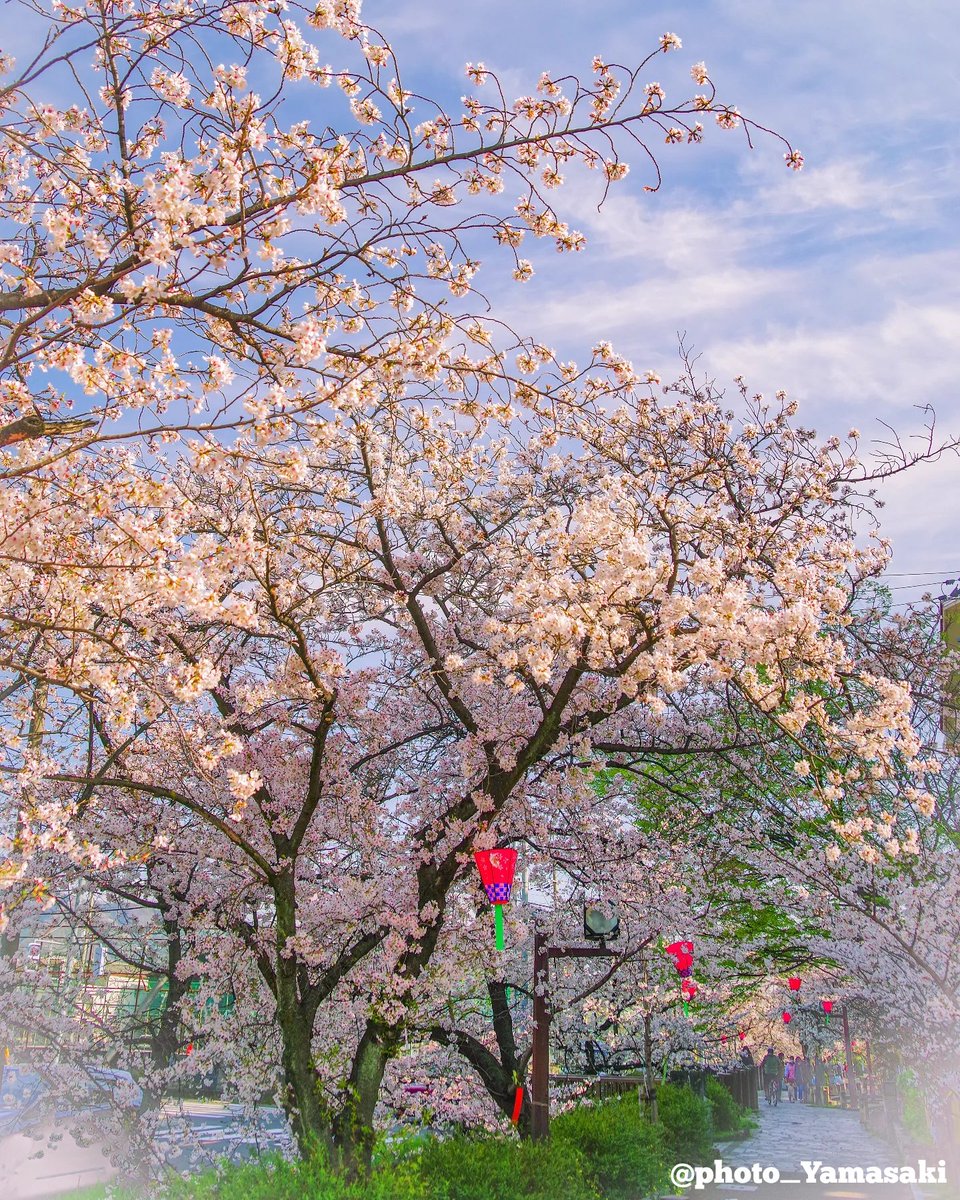 Yuusuke56's tweet photo. 桜が開花したので、近くにある玉串川桜並木に咲いている桜の花を撮ってみました。

撮影地：玉串川並木
Location：Osaka Japan🗾
カメラ：PENTAX K-1markⅡ
#桜
#sakura
#cherryblossom
#PENTAX https://t.co/mcyOzqOzEf