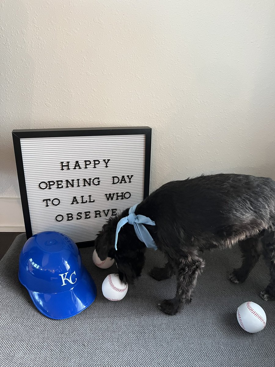 caitkel91's tweet photo. Happy Opening Day from Wilbur the Schnauzer! Let’s Go Royals! 💙⚾️#OpeningDay2023 #KCRoyals #BringOutTheBlue #PowderBlues #WelcomeToTheCity https://t.co/YiE12UW5OO