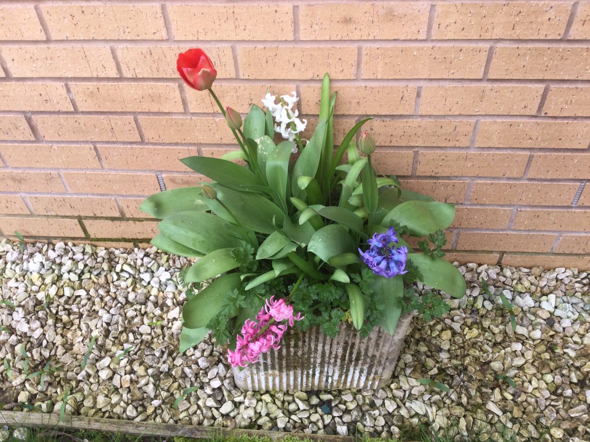 Wrens are learning about Spring this afternoon. We’ve been on a Spring hunt around school. The blossom is looking beautiful!🌱💐🐥