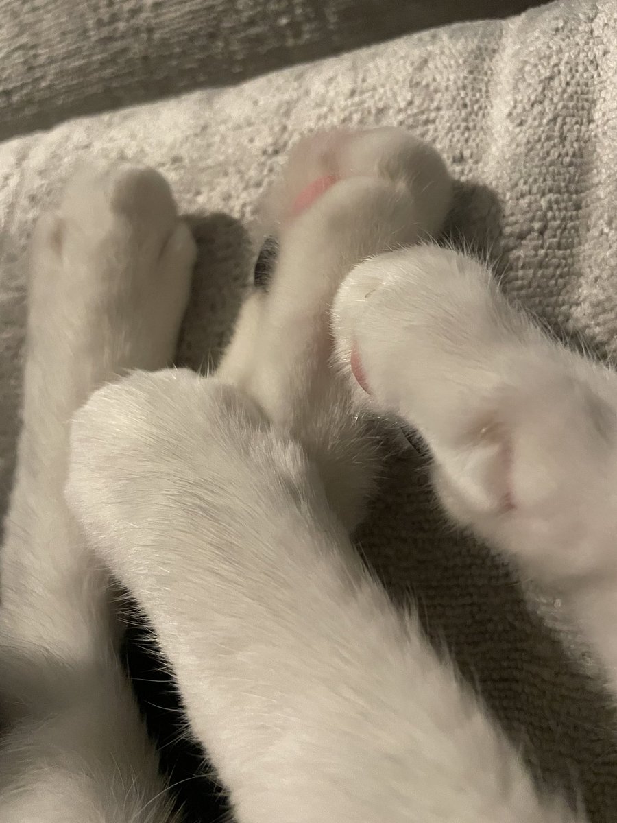 Herb wanted to get involved with #PawsForPaul. A great human who did so much for animal welfare. RIP.