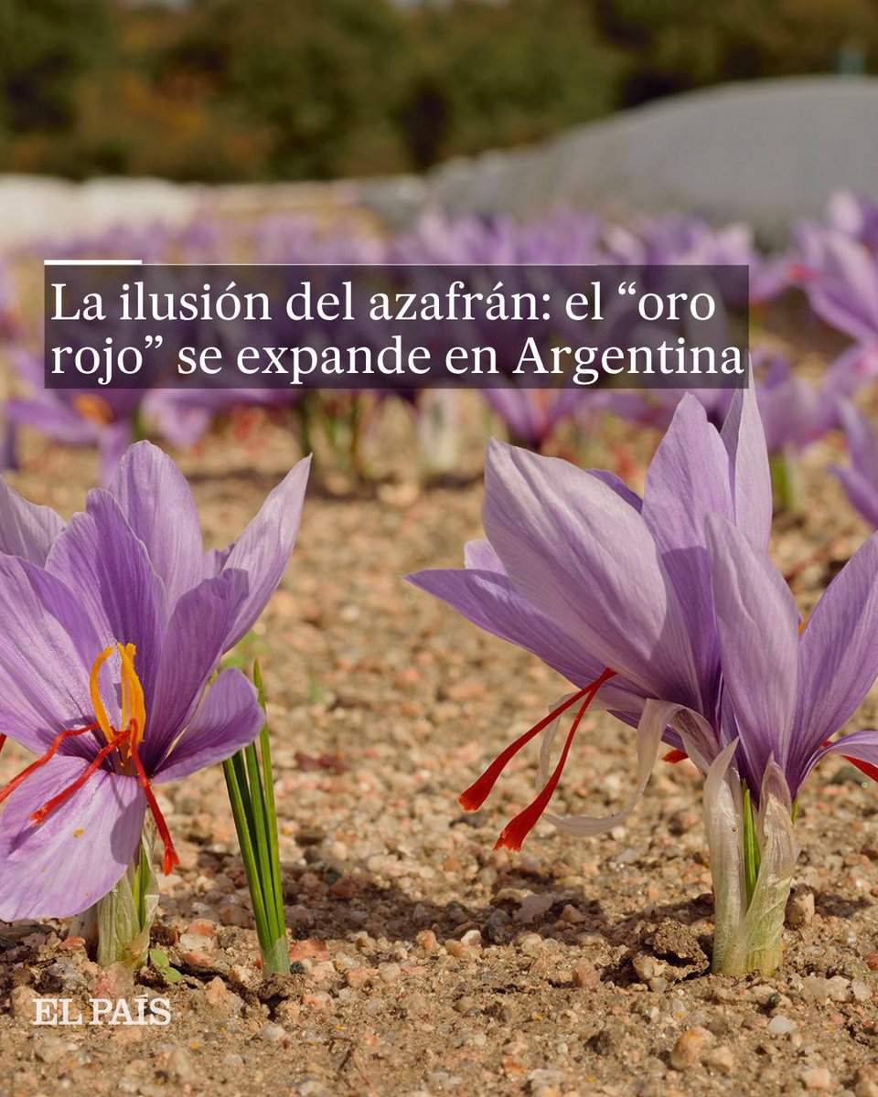 AmericaFutura's tweet image. 🌷El #azafrán no va a salvar a #Argentina de su crisis económica, pero su cultivo se expande e ilusiona en las regiones frías y secas de este país sudamericano. Un kilo se vende alrededor de 10.000 dólares
Por @oteromariana 
🔗bit.ly/3nvHfsS