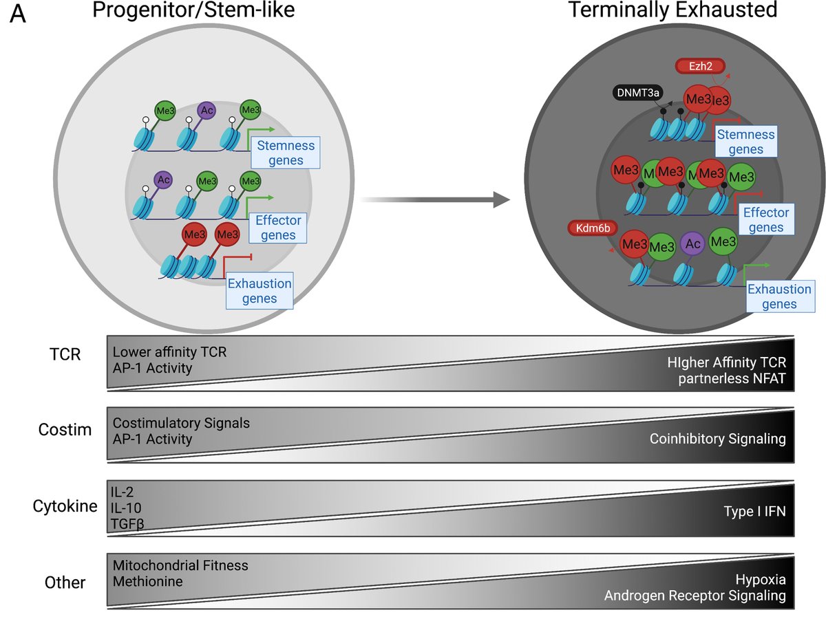 The Journal of Immunology (@j_immunol) on Twitter photo Regulation and Immunotherapeutic Targeting of the #Epigenome in Exhausted CD8 #TCell Responses | by @rhodesf0rd & @PoholekLab <a href="/Pitt_PMI/">Pitt Micro/Immuno</a> | #BriefReview in #JI_systemsimmunology #ReadTheJI #systemsimmunology 👉 ow.ly/fV6Y50NrNcs Regulation and Immunotherapeutic Targeting of the #Epigenome in Exhausted CD8 #TCell Responses | by @rhodesf0rd & @PoholekLab <a href="/Pitt_PMI/">Pitt Micro/Immuno</a> | #BriefReview in #JI_systemsimmunology #ReadTheJI #systemsimmunology 👉 ow.ly/fV6Y50NrNcs