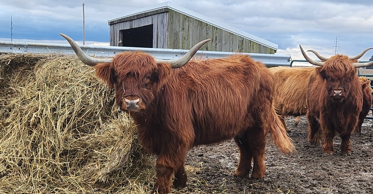 LeviHaselman's tweet photo. I got some new pets π #ScottishHighlanders #FluffyCows https://t.co/laXZgJiX7R