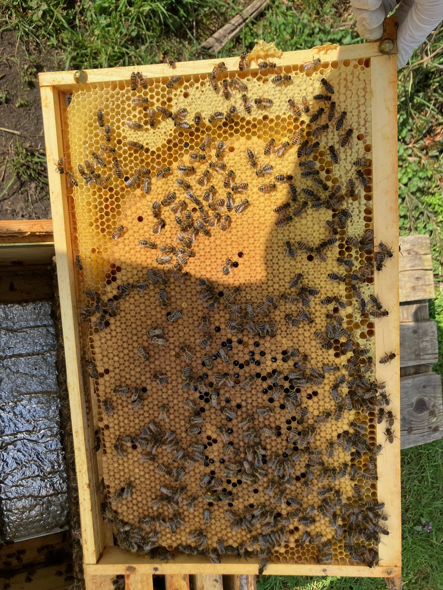 My bees are doing great, strong broodnest is a good indication! Why is that a good broodnest you ask? Because it is has lots of capped brood in the middle and food storage at the edges! 
I am still selling honey, reach out if you need some! hans.io/about/honey.ht…