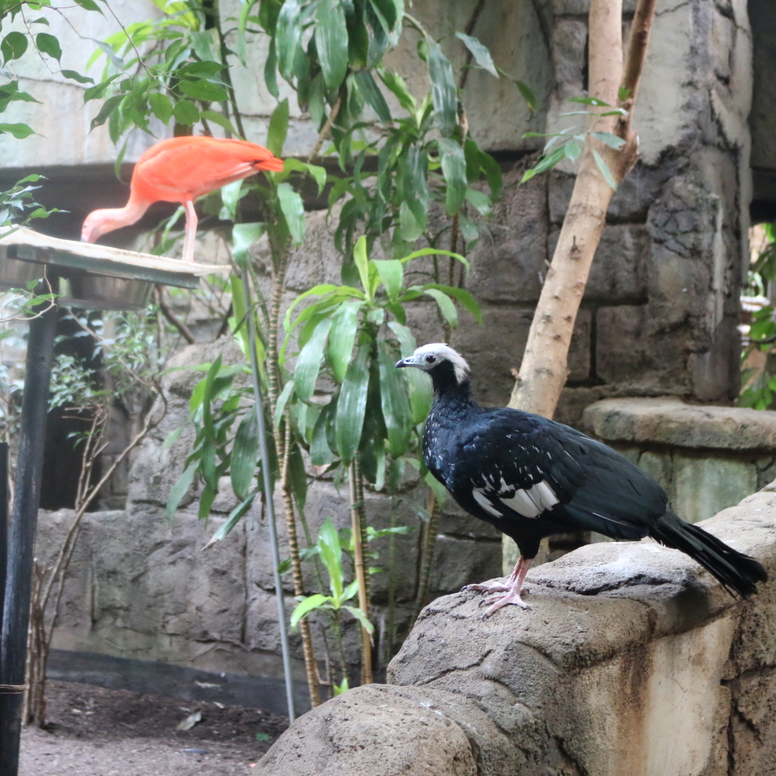 Waiting my turn!

The birds in the aviary have a variety of choices for food, and we try to locate food in a spot where each species would naturally be looking for it. What's your favourite spot to watch the birds eating?

#birdkingdom #birdsofsouthamerica #niagarafalls