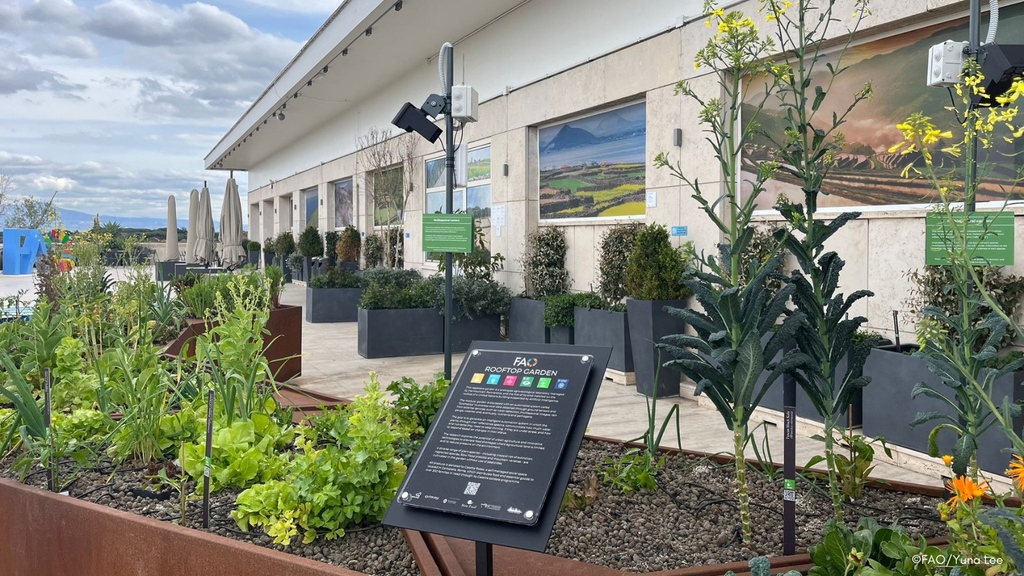 Mountain Partnership (@unmountains) on Twitter photo <a href="/FAO/">Food and Agriculture Organization</a>'s rooftop farm, managed by <a href="/UNmountains/">Mountain Partnership</a>, uses pioneering tech from <a href="/EcoBubble_it/">Ecobubble</a> that lets plants communicate their needs.
With multispectral imaging, irrigation is optimized to reduce environmental impact. All produce is donated to <a href="/CasettaRossa/">Casetta Rossa</a>.
bit.ly/3KgJKYP <a href="/FAO/">Food and Agriculture Organization</a>'s rooftop farm, managed by <a href="/UNmountains/">Mountain Partnership</a>, uses pioneering tech from <a href="/EcoBubble_it/">Ecobubble</a> that lets plants communicate their needs.
With multispectral imaging, irrigation is optimized to reduce environmental impact. All produce is donated to <a href="/CasettaRossa/">Casetta Rossa</a>.
bit.ly/3KgJKYP