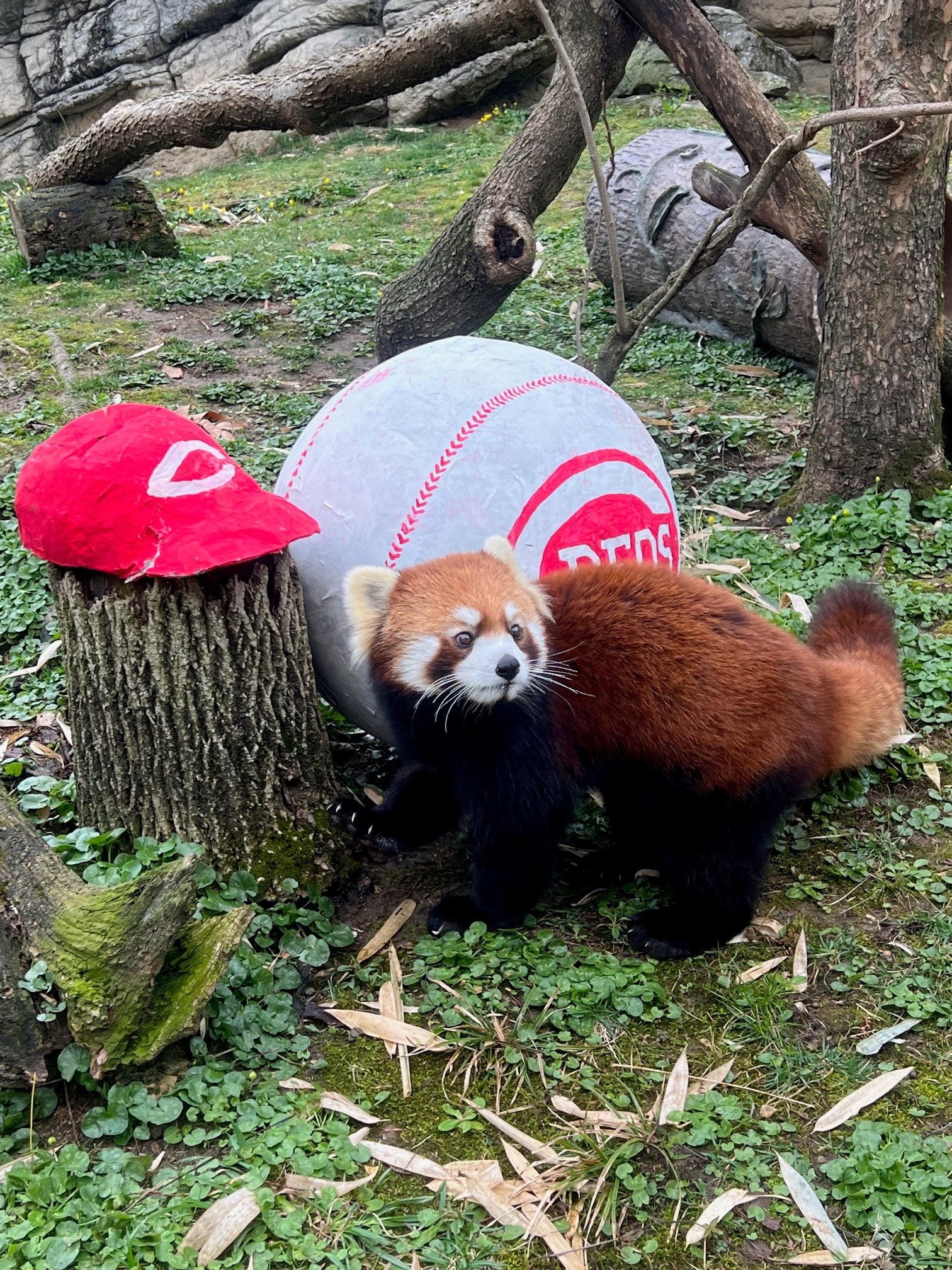 Cincinnati Zoo on Twitter "The red pandas are celebrating the Reds Opening Day with special