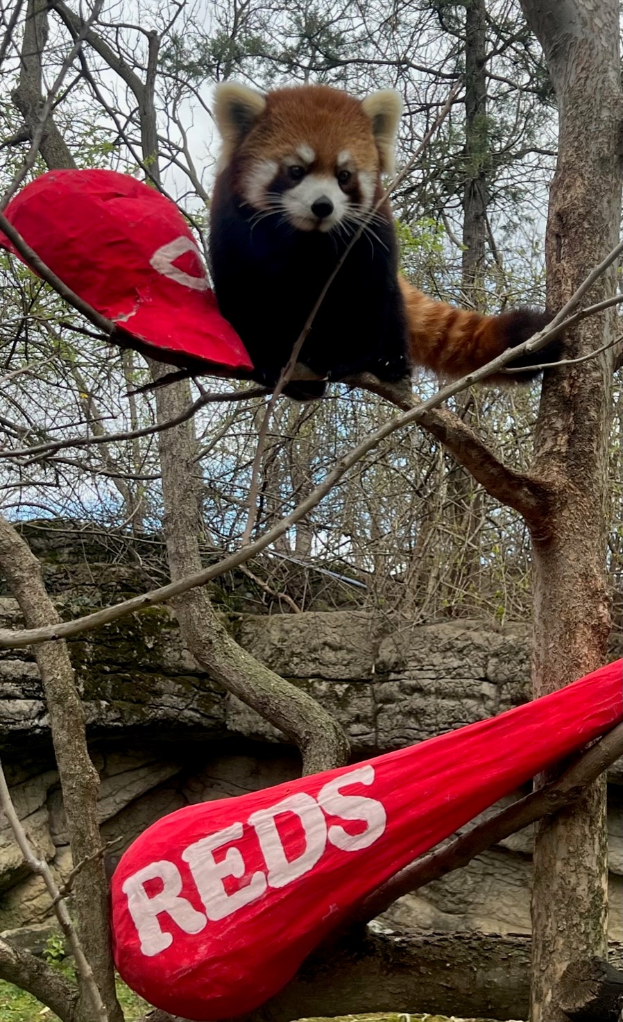Cincinnati Zoo on Twitter "The red pandas are celebrating the Reds Opening Day with special