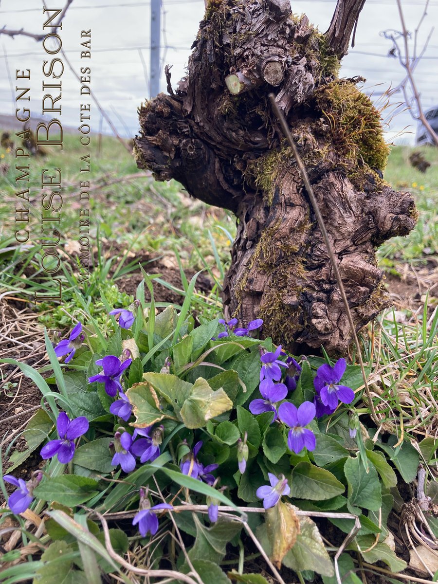 CHAMPAGNE LOUISE BRISON tweet media