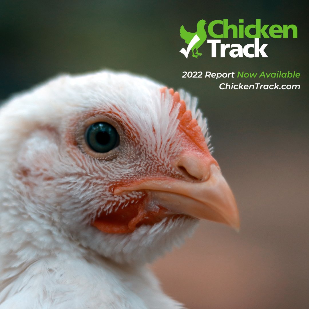 JUST RELEASED: Compassion in World Farming's latest #ChickenTrack report is live. 🐤  

Read the report and let it help you determine where to shop and who to support 👉 chickentrack.com