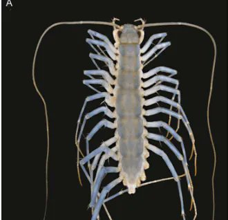 cklistjournal's tweet photo. First records of Dendrothereua linceci (Wood, 1867) (Chilopoda, Scutigeromorpha, Scutigeridae) in Colombia 

https://t.co/XB5X0spQbv 

#Housecentipede #Neotropical #newrecord #SouthAmerica #checklist #checklistjournal #pensoftpublishers https://t.co/ZZ97ixGuYM
