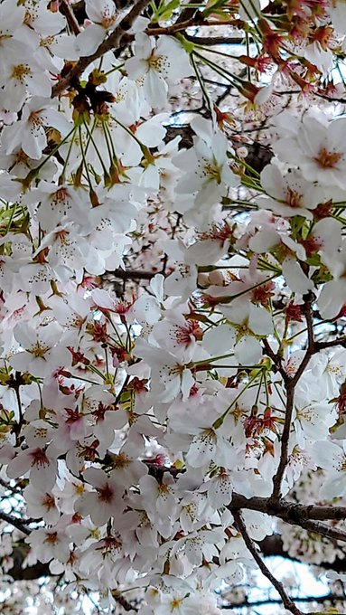 今日は久しぶりに雨止んだから用足しに出たら、もう桜が終わりかけてた明日はまだ映画刀剣見れないのでTLからはバックレます! 