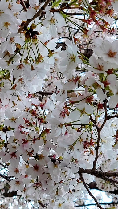 今日は久しぶりに雨止んだから用足しに出たら、もう桜が終わりかけてた明日はまだ映画刀剣見れないのでTLからはバックレます! 