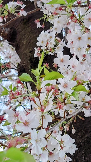 今日は久しぶりに雨止んだから用足しに出たら、もう桜が終わりかけてた明日はまだ映画刀剣見れないのでTLからはバックレます! 