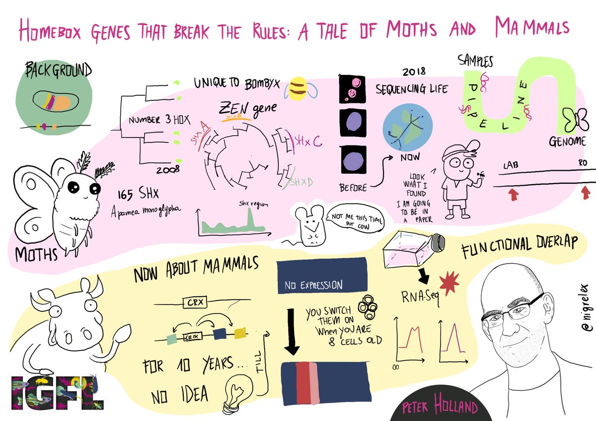 Eleonora Nigro (@nigrelex) on Twitter photo Starting the second session at #IGFLSymposium with Peter Holland from <a href="/OxfordBiology/">Oxford Biology</a> <a href="/UniofOxford/">University of Oxford</a> talking about #homebox genes that break the rules: a tale of moths and mammals 🦋🐄
#biology #evolution
@IGFLyon Starting the second session at #IGFLSymposium with Peter Holland from <a href="/OxfordBiology/">Oxford Biology</a> <a href="/UniofOxford/">University of Oxford</a> talking about #homebox genes that break the rules: a tale of moths and mammals 🦋🐄
#biology #evolution
@IGFLyon