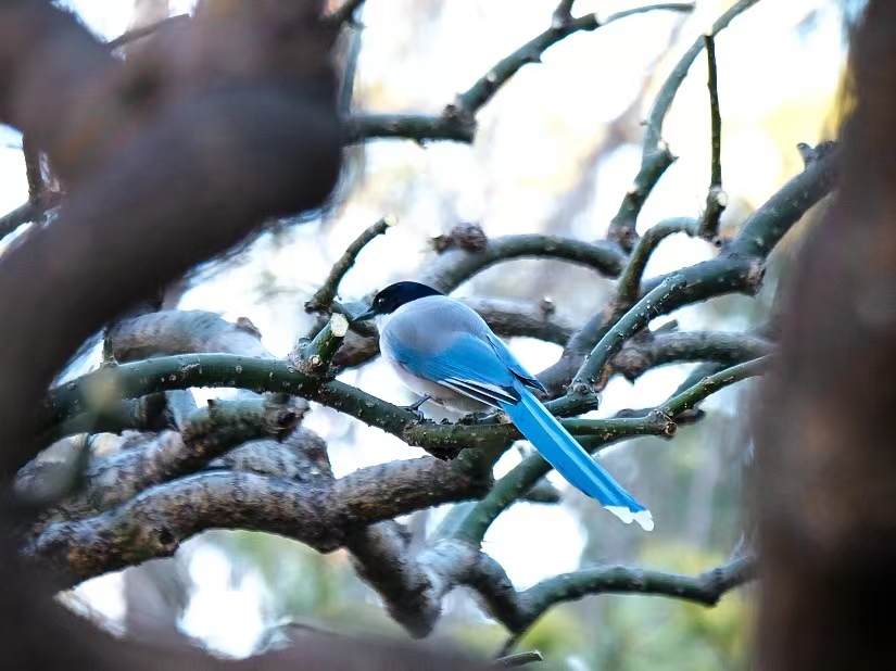 Tsinghua_Uni's tweet photo. International #BirdDay was first established to appreciate the beauty of these symbolic animals and advance #bird conservation as a moral value. Have you seen this fascinating sapphire bird on campus before? https://t.co/xDq9fyQwDk