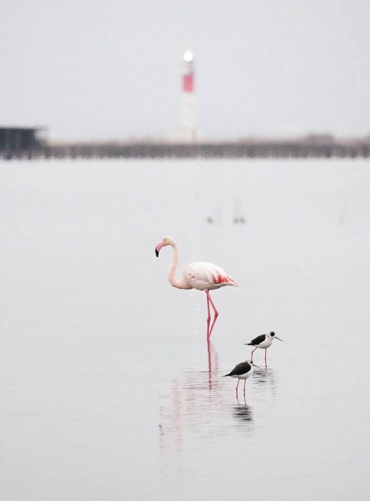 Avui hem tingut una albada sense sol al Delta de l'Ebre.
<a href="/terresebretur/">Terres de l'Ebre</a> <a href="/catexperience/">Catalunya Experience</a> <a href="/visitcatalonia/">Visit Catalonia</a> <a href="/TurismeDeltebre/">Descobreix Deltebre</a> <a href="/TurismeLaRapita/">Turisme la Ràpita</a> <a href="/lampollaturisme/">ampollaturisme</a> <a href="/SocEcoturista/">Ecoturisme Catalunya 💙</a> <a href="/PDE/">Defensa de l'Ebre</a> <a href="/SEO_BirdLife/">SEO/BirdLife</a>