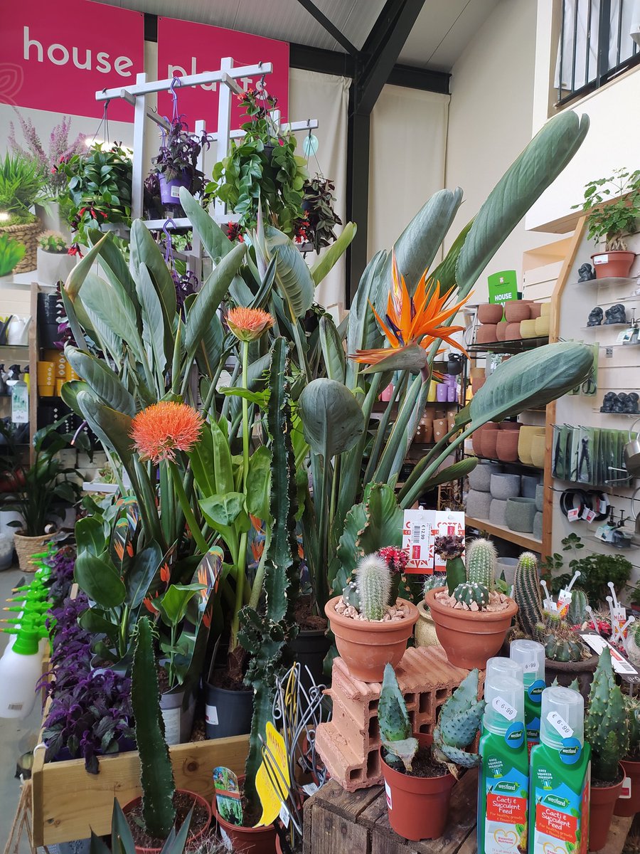 EcoActiveSocial's tweet photo. Wonderful array of #Houseplants @springmountgc 
#Ballycanew #Gorey #Easter #MidTerm #Gardening https://t.co/7RUrjE8Tjp