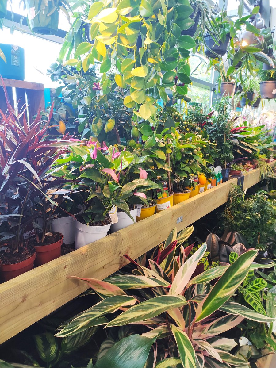 Wonderful array of #Houseplants <a href="/springmountgc/">Springmount Garden C</a> 
#Ballycanew #Gorey #Easter #MidTerm #Gardening