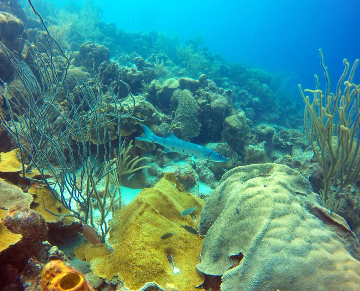 🐠 Dive Site: Oil Slick Leap
📍 Bonaire, Dutch Caribbean
👉 thescubadirectory.com/divesiteprofil… 
📸TSD user ‘Ooginator’

#thescubadirectory #Bonaire #ScubaDivingMag  #PADI  #scubadiving #uwphotography #scuba  #underwaterphoto #underwaterphotography #scubadiver #scubadive #GoPro #reef