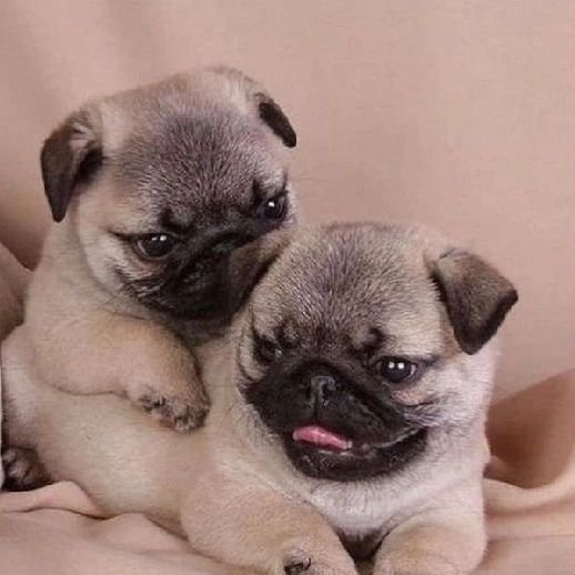 Dinky Pug tweet media