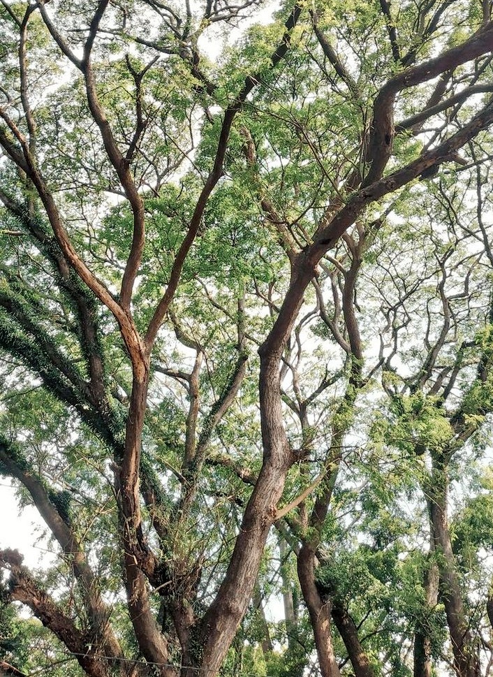 moodyonmoon's tweet photo. 🍃 https://t.co/THjFworAjl