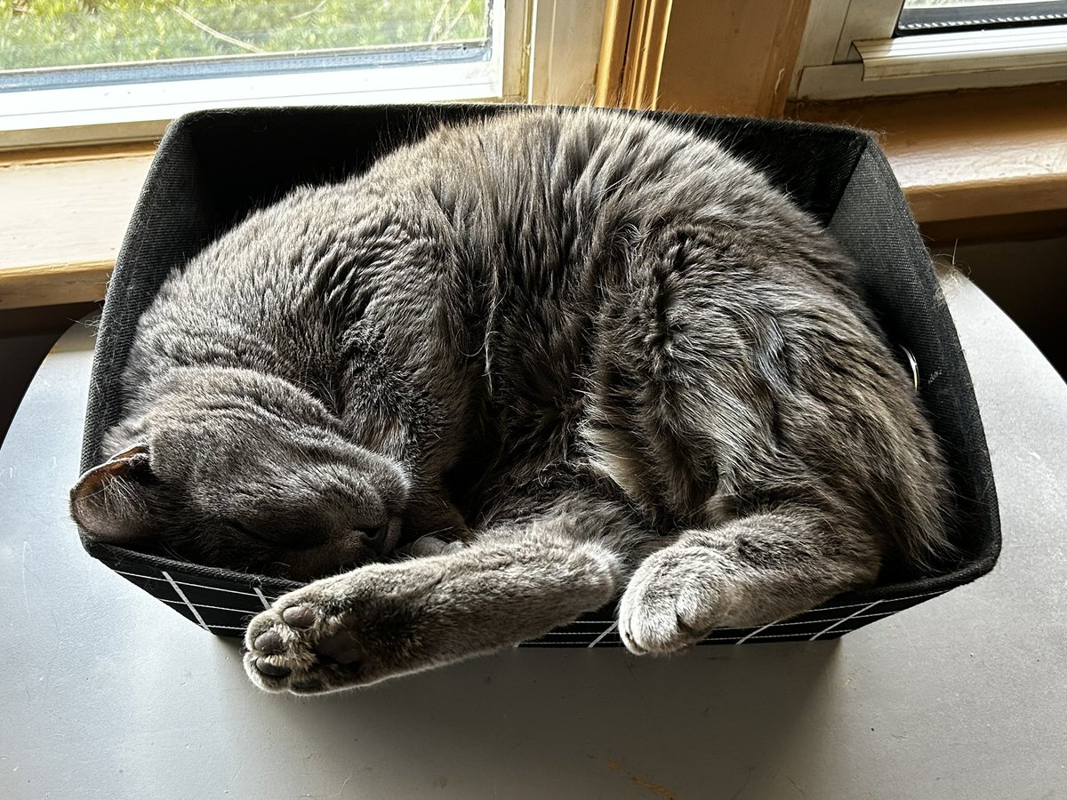 sweetweirddoris's tweet photo. @ShouldHaveCat My sleeping #CatsOfTwitter Clarence, momma, Ernie, Mildred https://t.co/26Dn19pXqv