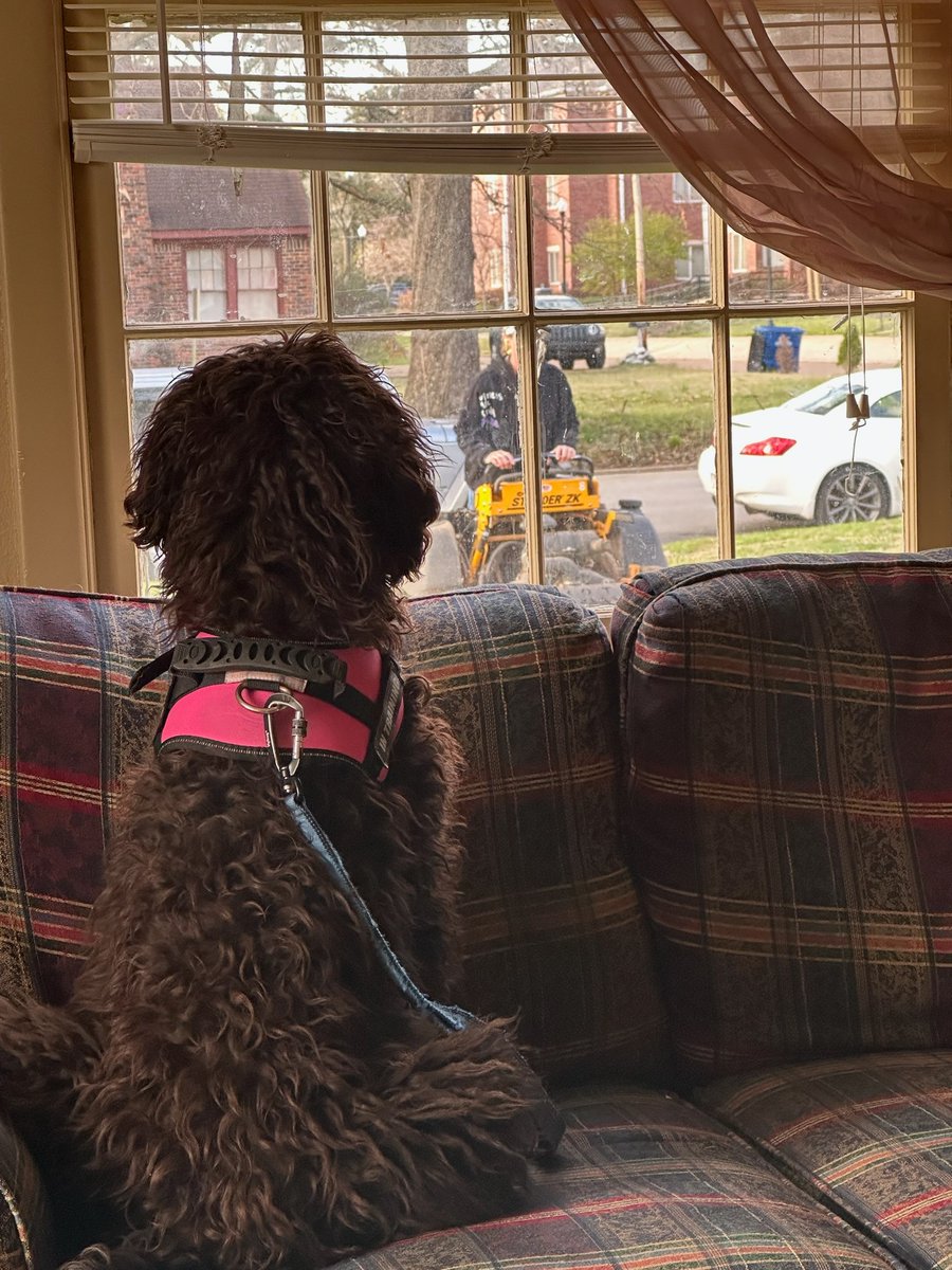 9/10 Canine Medical Professionals Unable to Stop Nearby Intruders, Study Shows

"These Walls Are Stopping Me, Why Is That", One Says