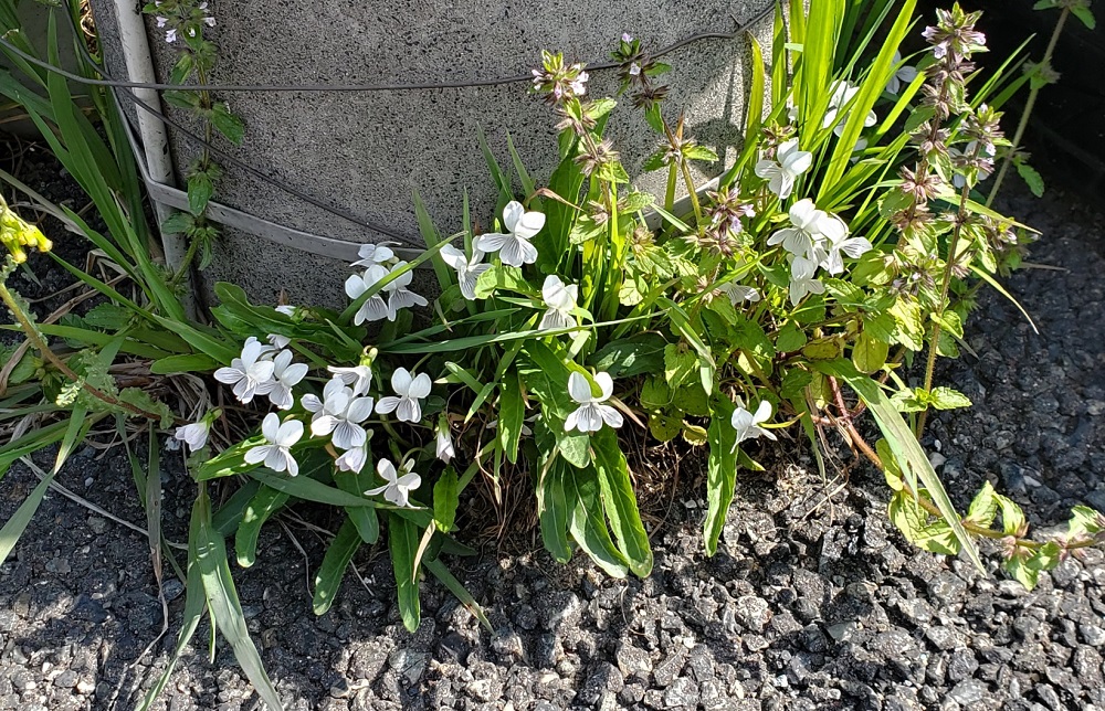 今朝の散歩から…🚶‍♂️🚶‍♀️
満開の桜🌸とスミレ（Viola mandshurica）
アリアケスミレ（有明菫）