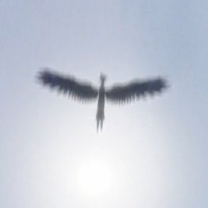 hellikait's tweet photo. #TheBadBatch spoilers

They really gave Cross all the wing/bird symbolism... And then made Tech fall from the sky.

Maybe in another life, if Cross was with them, Tech's fate could have been different. https://t.co/pRh6BCSmUu