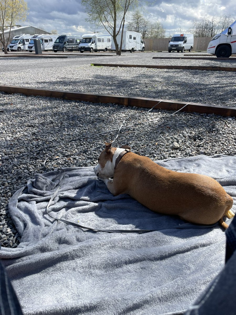 Onze 11 jaar oude Engelse Stafford geniet duidelijk voor onze reis. #koetsieisfoetsie #vanlife #duitsland #stafford