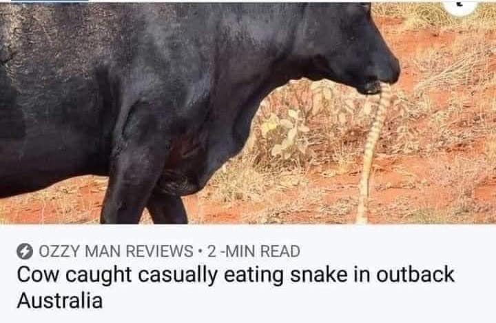 jimrosecircus1's tweet photo. I don't understand how the food chain works in Australia. https://t.co/I0y00M54O0