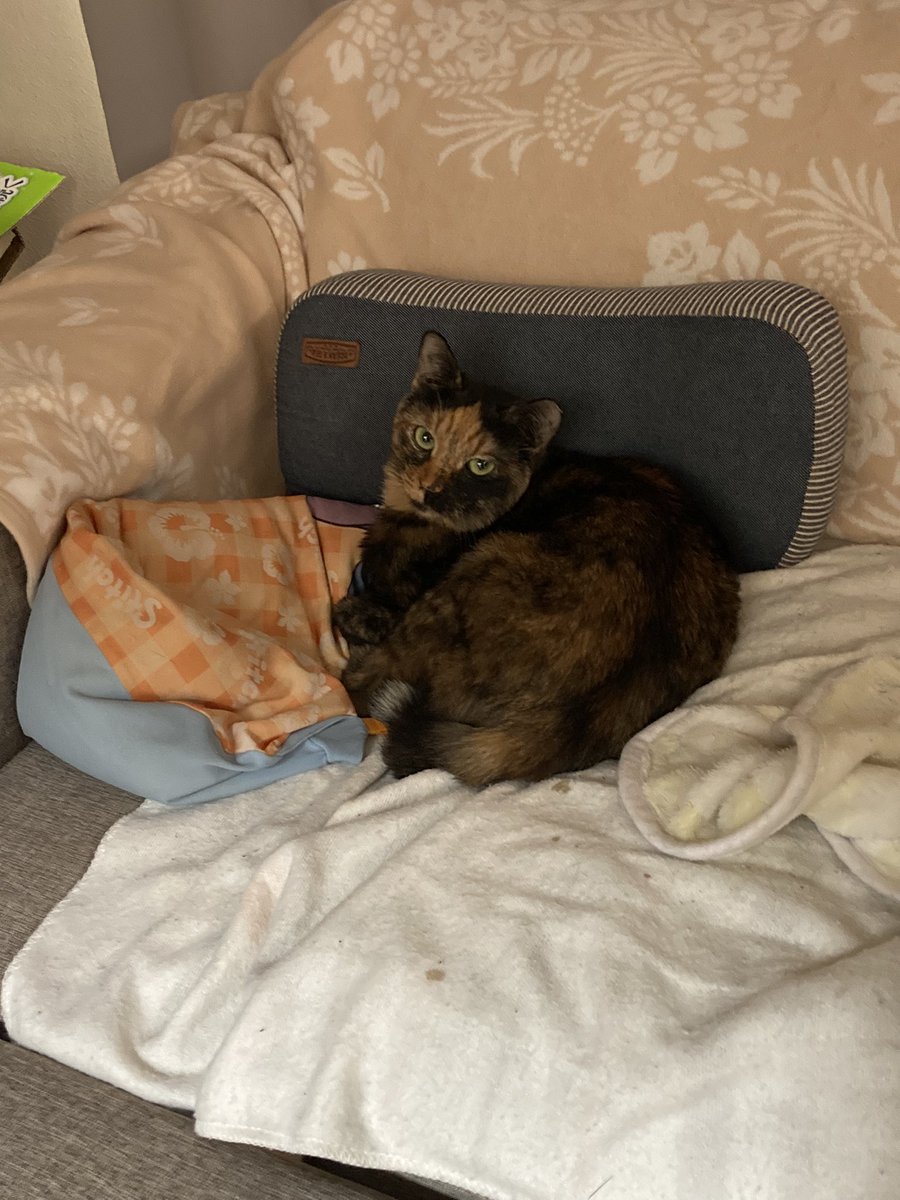 Tora_Azuki's tweet photo. 260日目。ソファの上のあず。香箱のあず。布団の中のつぶ。
#ねこ #あずき #とらじろう #つぶあん #ソファ #香箱座り #布団 #寝起き #サビ猫 #サビちゃんズ #猫のいる暮らし #cat #adoptedcat #rescuedcat #various #shots #sofa #catloaf #bed #gotup #tortoiseshellcat #catlife https://t.co/1YZVTl32NL