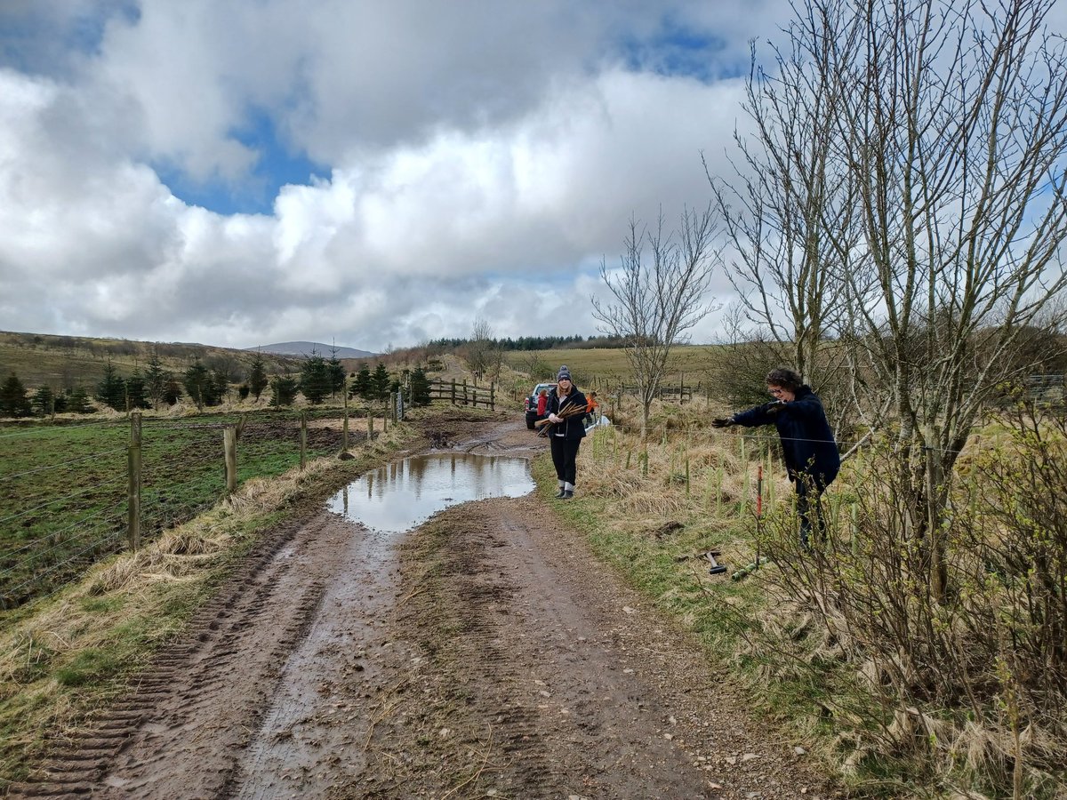 EadhaAspen's tweet photo. The showers stayed away for our planting session this morning at beautiful Lukeston Farm in the Renfrewshire Heights #KillochriesFold. Beefing up shelterbelts #restorativefarming #volunteering https://t.co/oNoMHuJCmt