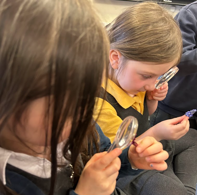 EagleshamPS's tweet photo. Primary 1 had a fantastic visit from Mr Crawford who explained what it was like to be a scientist. He showed us some pictures that he had taken in the rainforest and then we became scientists too! We looked at natural loose parts under magnifying glasses! 🔎#EPSSTEM https://t.co/O58yDnbxLP