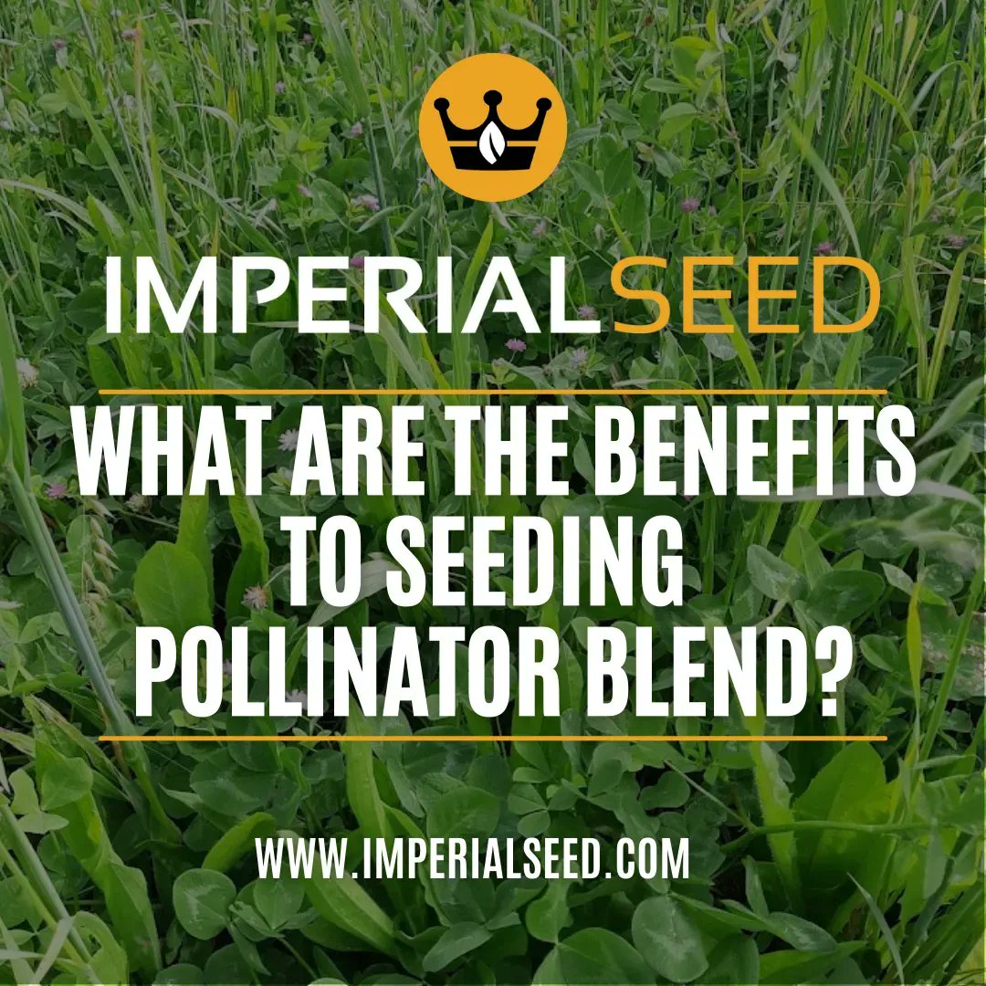 Pollinator blend is insect friendly mix that provides shelter &amp; food for predatory insects that keep ag pests in check. Checks are mycorrhizal fungi friendly, array of legumes, crops benefit from improved soil health, &amp; protection of predatory insects.

general@imperialseed.com