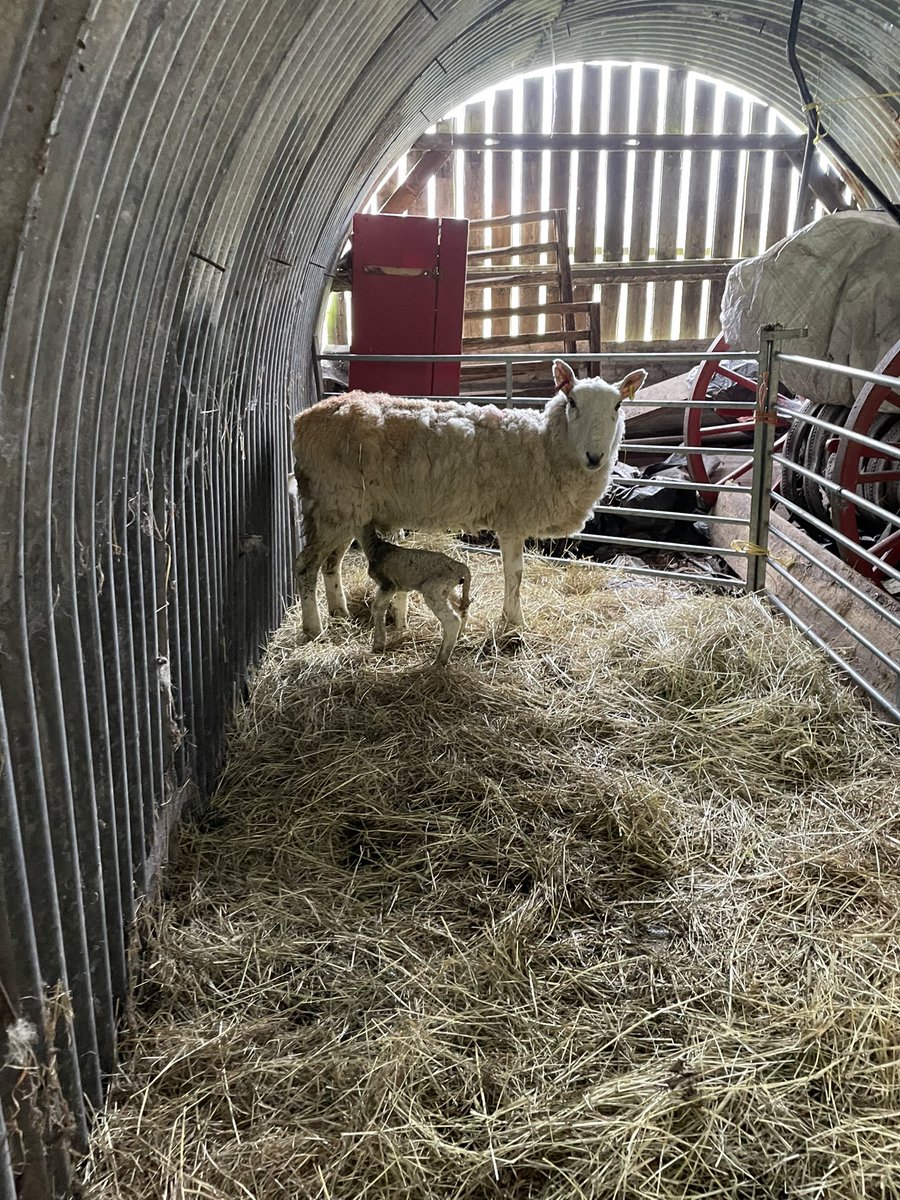 The first lamb@of the season at the museum. Mother and child are doing well