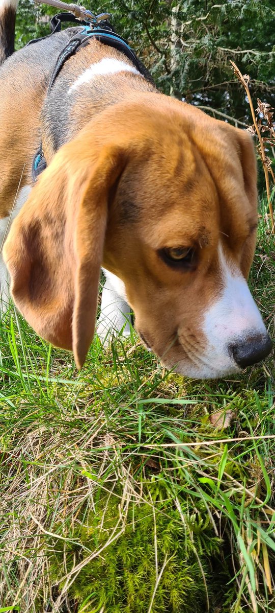princeofales's tweet photo. Watch out......#beaglesabout https://t.co/sAhrstyAxb