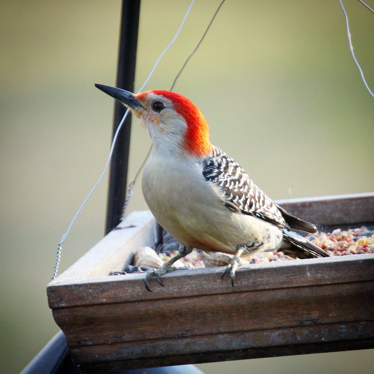 This male red-bellied woodpecker made a brief stop on the tray feeder before hopping onto the suet...
#morningbirding #morningvisit #morningvisitors #morningvisitor #visitor #redbelliedwoodpecker #redbelliedwoodpeckers #birds #woodpecker #woodpeckers #woodpeckerfavorite #birding