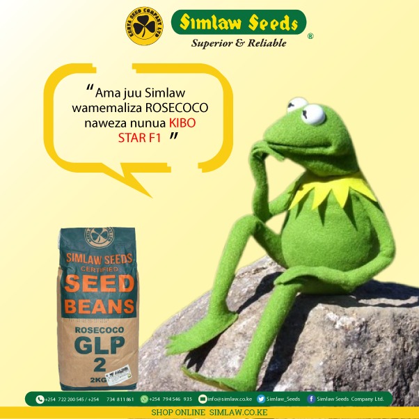 Simlaw_Seeds's tweet photo. #TrendingNow
Aty wanasema nini huko nje kuhusu #rosecoco ?
Rosecoco is a bean variety supplied by Simlaw seeds among many other products in our catalogue.
#simlawseeds
#plantingseason https://t.co/H5POjpMC5w