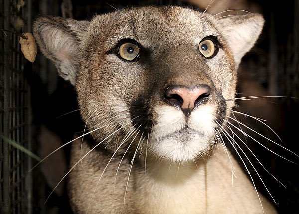 jone3008's tweet photo. @OKWildlifeDept And then #dangerkitty shows up for pets #noworkdone https://t.co/nELV1l048k