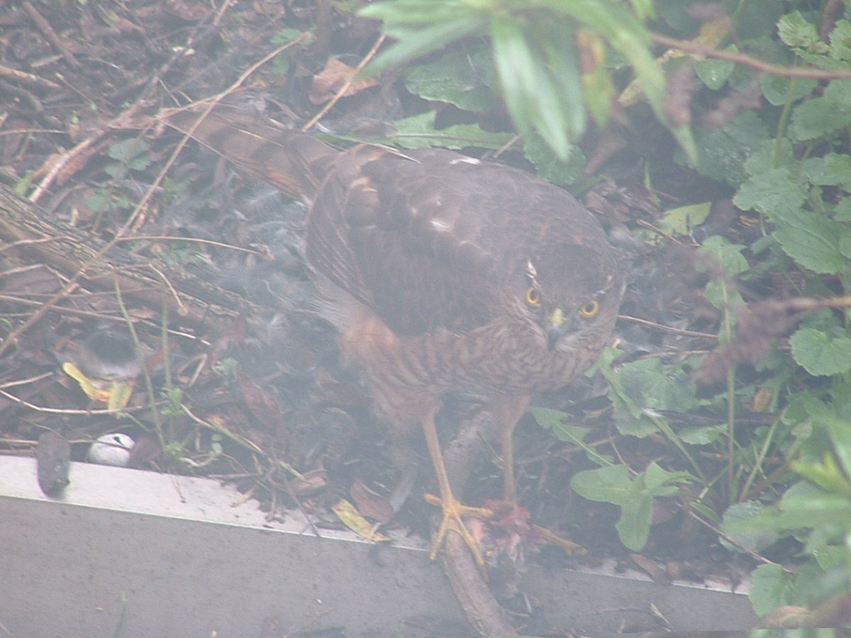 chilitechris's tweet photo. Spotted this sparrowhawk through my kitchen window this afternoon. Pics aren't that clear as had to point camera through glass as didn't want to scare it off by moving the net curtain or opening the window. https://t.co/0YUi6doFoC