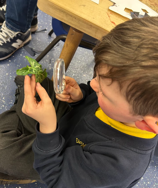 EagleshamPS's tweet photo. Primary 1 had a fantastic visit from Mr Crawford who explained what it was like to be a scientist. He showed us some pictures that he had taken in the rainforest and then we became scientists too! We looked at natural loose parts under magnifying glasses! 🔎#EPSSTEM https://t.co/O58yDnbxLP