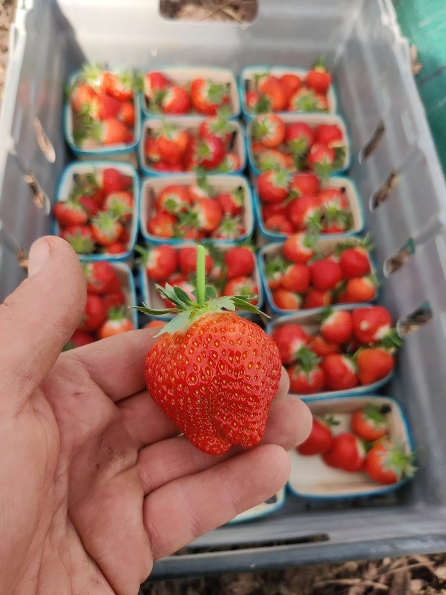 fleursdeterre's tweet photo. Je m'en lasse pas, j'avoue la fin de la saison des pommes tombe bien.  Je me régale de les mélanger dans mes yaourts maison. https://t.co/L8LnDBBLl9