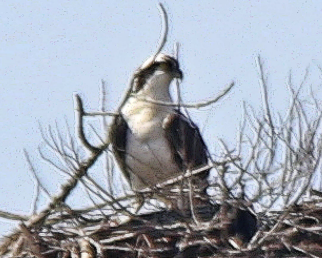 My first Osprey phot0 of 2022 was on April 7 which is the date for Good Friday this year.  Hoping to score my first Osprey sighting for 22023 on next Good Friday.