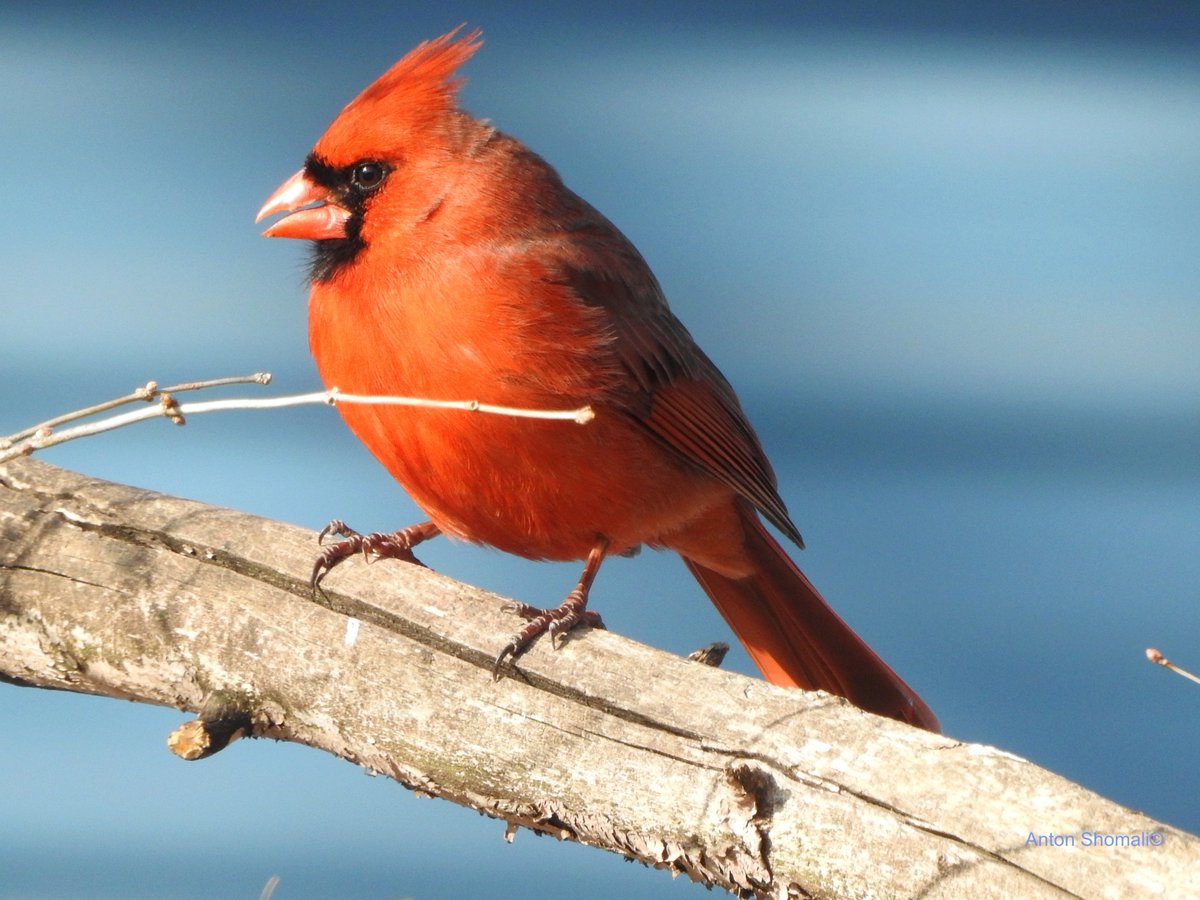 Male Northern Cardinal. 
@todaysbird @BirdWatchDaily @ThePhotoHour @Natures_Voice #wildlife #birds #BirdsOfTwitter #Cardinals #nature #NaturePhotography #birdphotography #TwitterNatureCommunity #Worldofwilds @callingallbirds