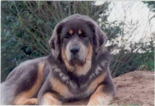 RandomDowg's tweet photo. Here's your Daily #Dog ! #Mastifftibetan #randomdowg https://t.co/fYWQ2PFLvp