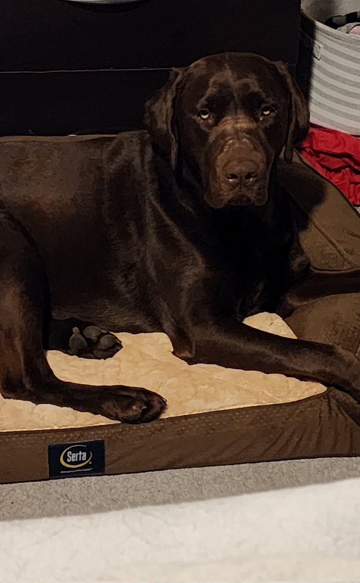 MNDogMom's tweet photo. At like 6:15am Quinn gave me a little lick and got off of the bed. He was completely quiet so I sat up a few minutes later and saw him in his own bed for the first time 🥲 https://t.co/aSMIKwaaPf