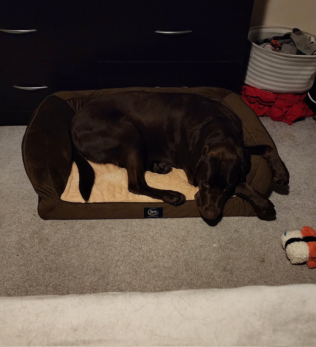 MNDogMom's tweet photo. At like 6:15am Quinn gave me a little lick and got off of the bed. He was completely quiet so I sat up a few minutes later and saw him in his own bed for the first time 🥲 https://t.co/aSMIKwaaPf