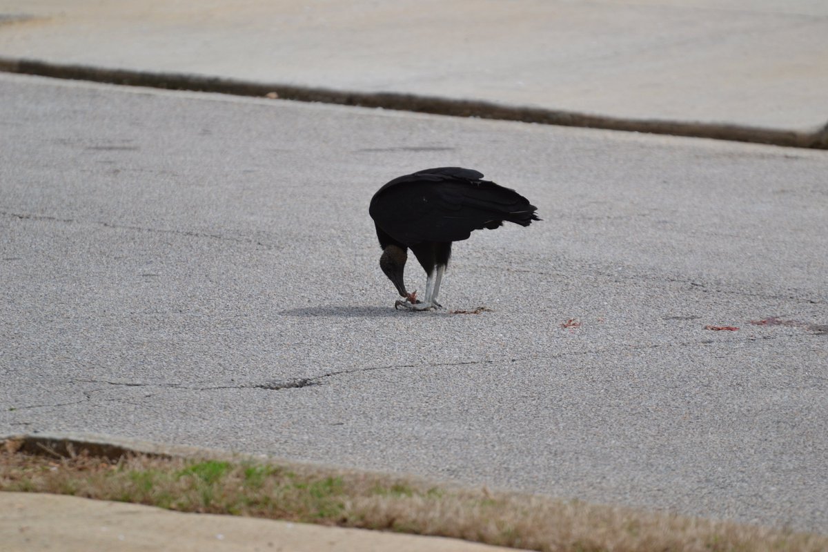 bigmacthefatcat's tweet photo. dark #birds 
#nature and shit https://t.co/FouyB5rwxW